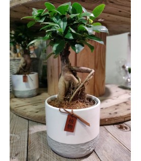 Ficus et son cache pot - taille M