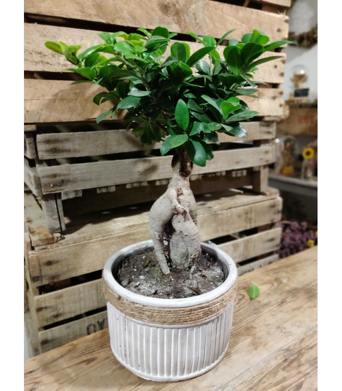 Ficus et son cache pot - taille L