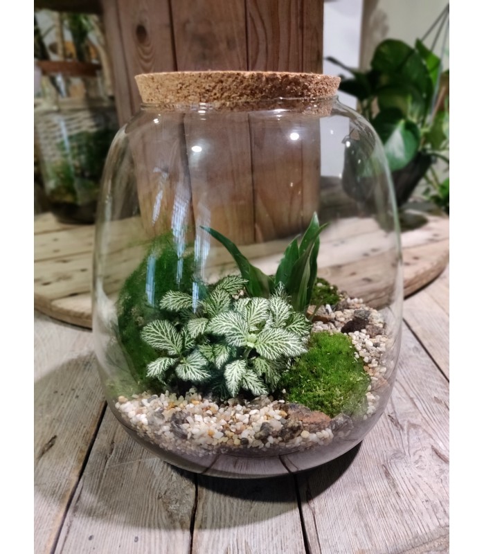 Grand Terrarium Ovale bouchon liège avec 3 plantes L'Atelier d'Amélie