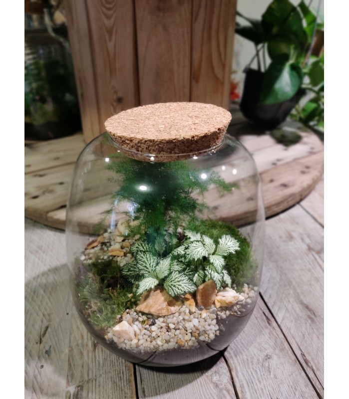 Petit Terrarium Ovale bouchon liège avec 3 plantes L'Atelier d'Amélie