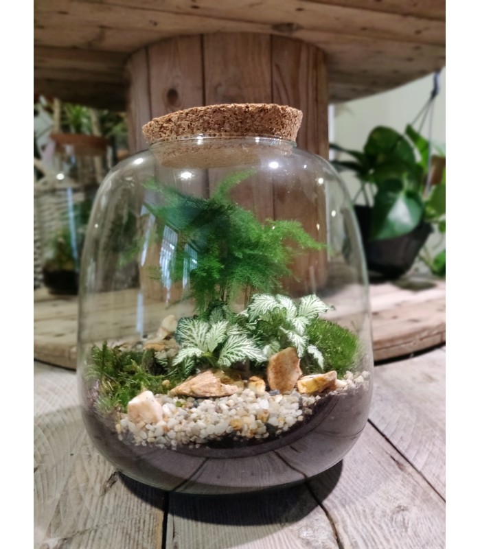 Petit Terrarium Ovale bouchon liège avec 3 plantes L'Atelier d'Amélie